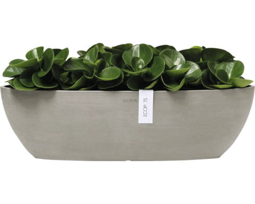 Pfefferpflanze in einem grauen Pflanzgefäß