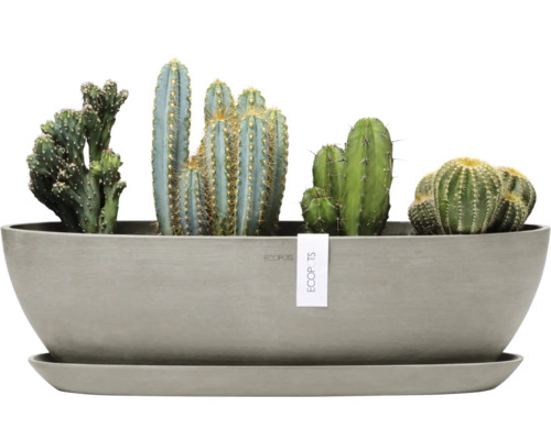 Verschiedene Kakteen in einem Pflanzgefäß