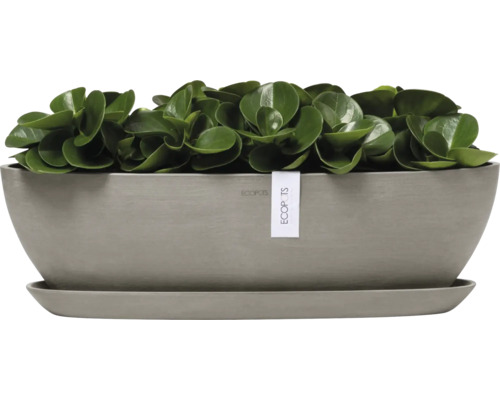 Pfefferbaum in einem grauen Pflanzgefäß mit Untersetzer