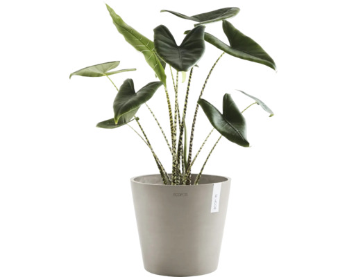 Zimmerpflanze Alocasia Zebrina in einem Blumentopf