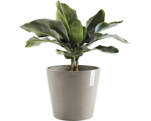 Banane im Topf als Zimmerpflanze