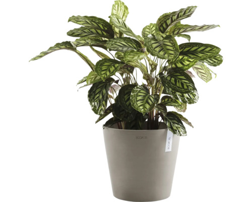 Gebetspflanze in einem Topf