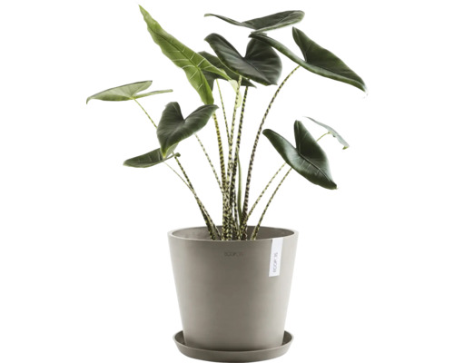 Zimmerpflanze Alocasia zebrina in einem Topf