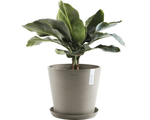 Bananenpflanze im Topf für den Innenbereich