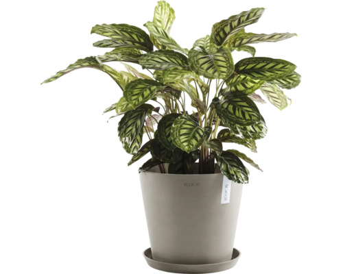 Pfeilwurz Zimmerpflanze im Topf