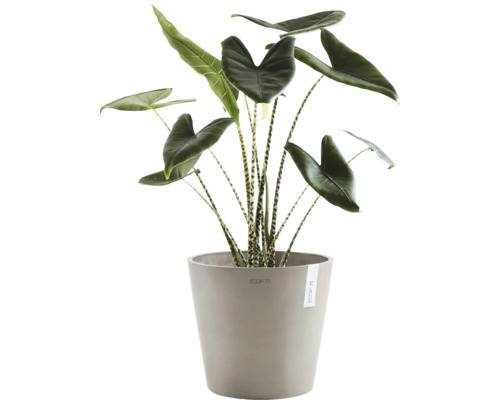 Zimmerpflanze Alocasia Zebrina in einem Topf