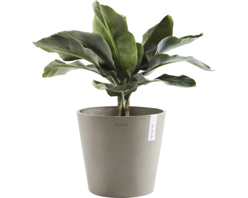 Banane in einem Topf