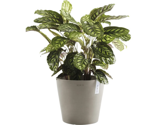 Pfeilwurz Zimmerpflanze in einem Topf