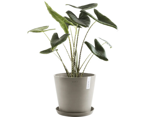 Zimmerpflanze Alocasia zebrina in einem Blumentopf