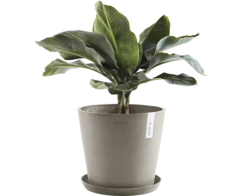 Bananenpflanze im Topf mit Untersetzer