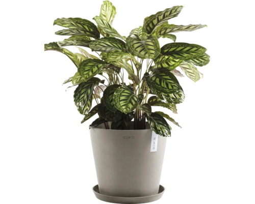 Gebetspflanze im Topf