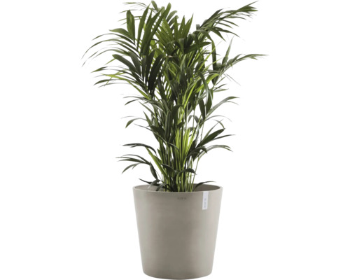 Areca Palme im Topf