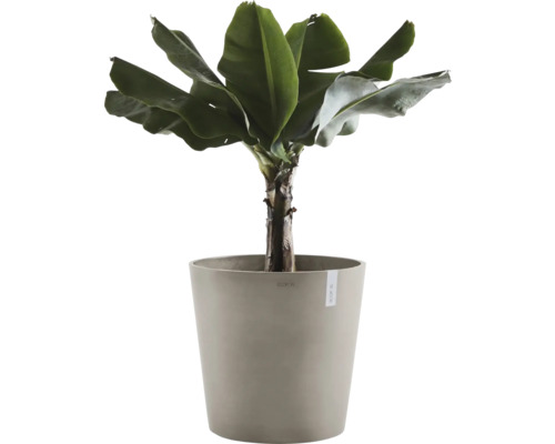 Bananenpflanze im Topf