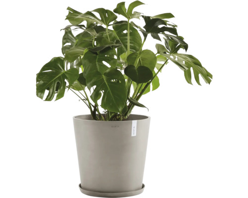 Monstera Zimmerpflanze im Topf