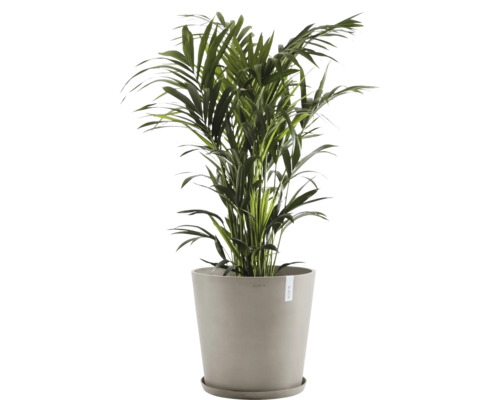 Zimmerpflanze Goldfruchtpalme in einem Topf