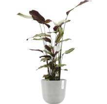Blumentopf Ecopots Oslo Kunststoff Ø 23,1 cm 25 x 25 x 21,4 cm grauweiß