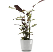 Blumentopf Ecopots Oslo Kunststoff Ø 23,1 cm 25 x 25 x 21,4 cm grauweiß