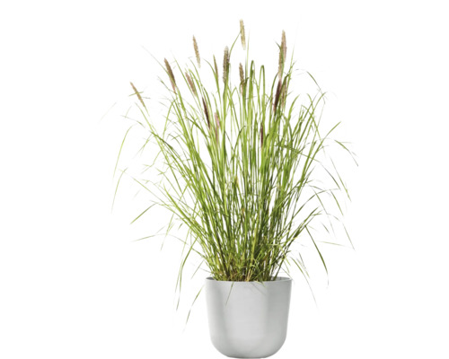 Grasnelke im Topf für den Garten