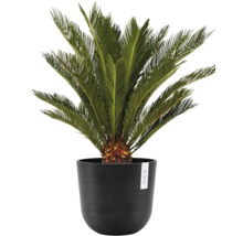 Zamioculcas im Topf