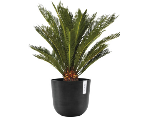 Zamioculcas im Topf