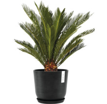 Zierpalme im Topf