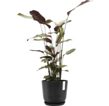 Pflanze Calathea in einem Topf