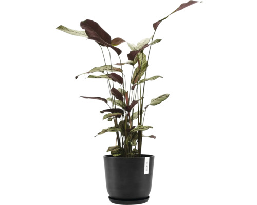Pflanze Calathea in einem Topf