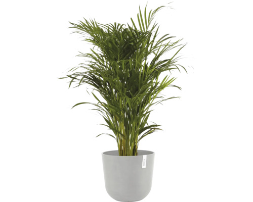 Goldfruchtpalme im Topf für den Innenbereich