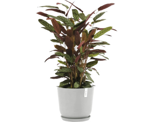 Pfeilwurz Zimmerpflanze in einem Topf