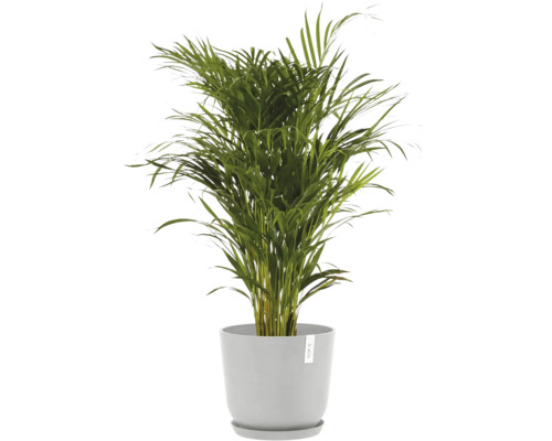 Areca Palme in einem Topf