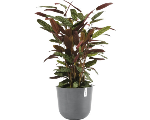 Pfeilwurz Zimmerpflanze im Topf