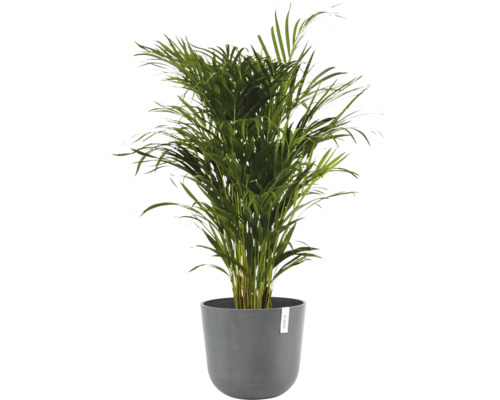 Areca-Palme in einem Topf