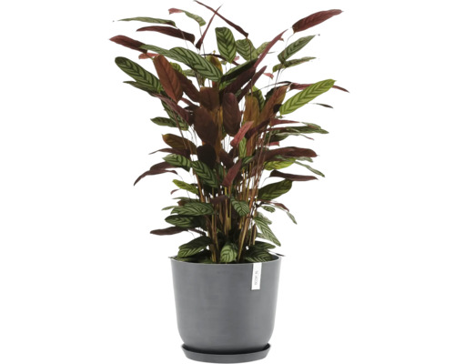 Pfeilwurz Zimmerpflanze in einem Topf