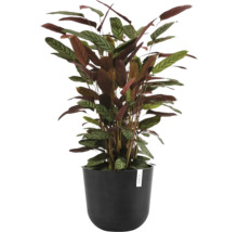 Blumentopf Ecopots Oslo Kunststoff Ø 32,9 cm 35 x 35 x 30,5 cm dunkelgrau