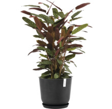 Blumentopf Ecopots Oslo Kunststoff Ø 32,9 cm 35 x 35 x 30,5 cm dunkelgrau
