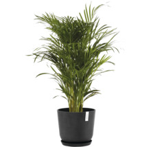Blumentopf Ecopots Oslo Kunststoff Ø 32,9 cm 35 x 35 x 30,5 cm dunkelgrau