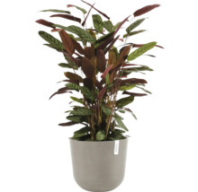 Blumentopf Ecopots Oslo Kunststoff Ø 32,9 cm 35 x 35 x 30,5 cm braun