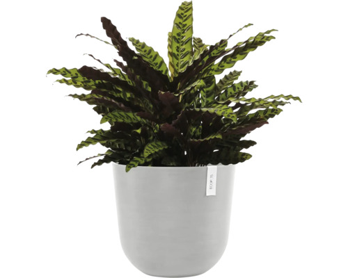 Gebetspflanze im Topf