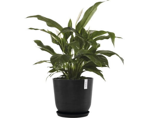 Einblatt im schwarzen Pflanzgefäß