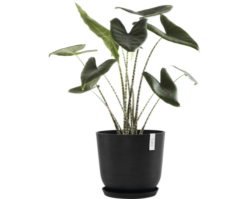 Zimmerpflanze Alocasia zebrina in schwarzem Topf