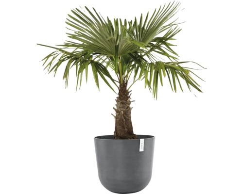 Chinesische Hanfpalme im Topf