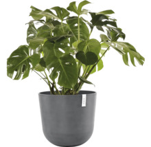 Monstera Zimmerpflanze im Topf