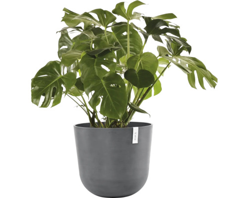 Monstera Zimmerpflanze im Topf