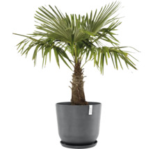 Hanfpalme im Topf