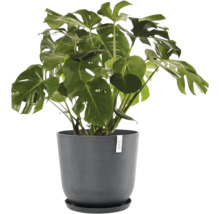 Monstera Zimmerpflanze im Topf