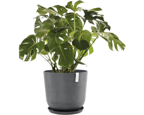 Monstera Zimmerpflanze im Topf