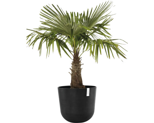 Hanfpalme in einem Pflanzgefäß