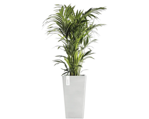 Areca Palme im Topf