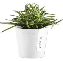 Blumentopf Ecopots Amsterdam Kunststoff Ø 6,8 cm 8 x 8 x 7 cm weiß