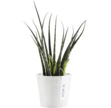 Blumentopf Ecopots Amsterdam Kunststoff Ø 6,8 cm 8 x 8 x 7 cm weiß